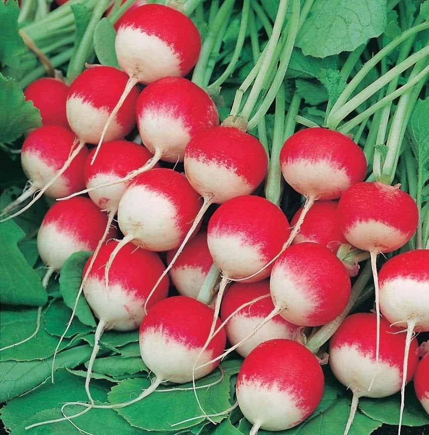 A bunch of fresh organic radishes with bright red tops and white tips, still attached to their green leaves.