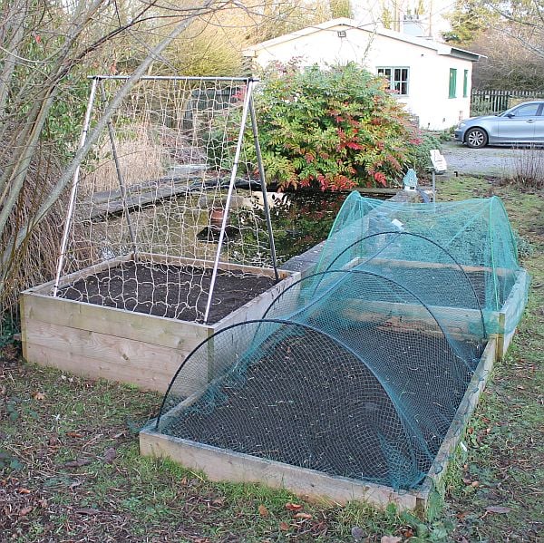 raised beds with pea and bean netting