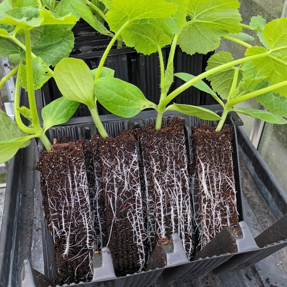 sweet pea young plants in open root trainers