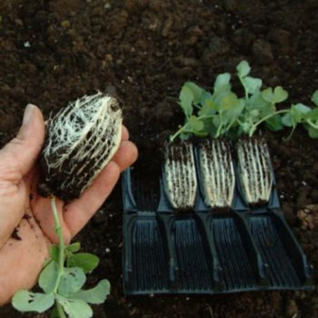 rootrainers coming out of pack showing long strong roots