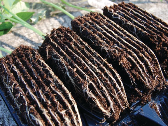 Showing plants and roots after being grown in rootrainers