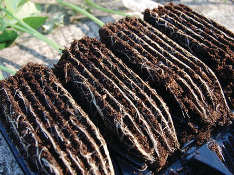 Showing plants and roots after being grown in rootrainers