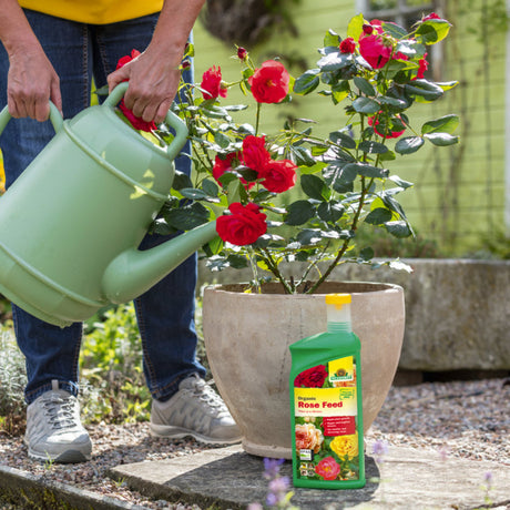 garden rose plant feeding