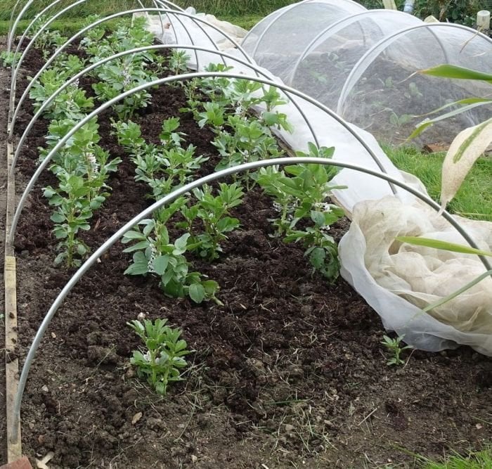 Garden hoops made of aluminum, set up over a raised garden bed, used to create a tunnel cloche for plant protection.