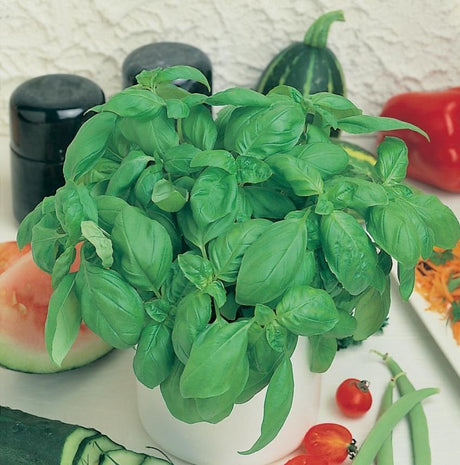 A potted basil plant with large green leaves, alongside a variety of fresh vegetables on a kitchen counter.