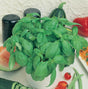 A potted basil plant with large green leaves, alongside a variety of fresh vegetables on a kitchen counter.