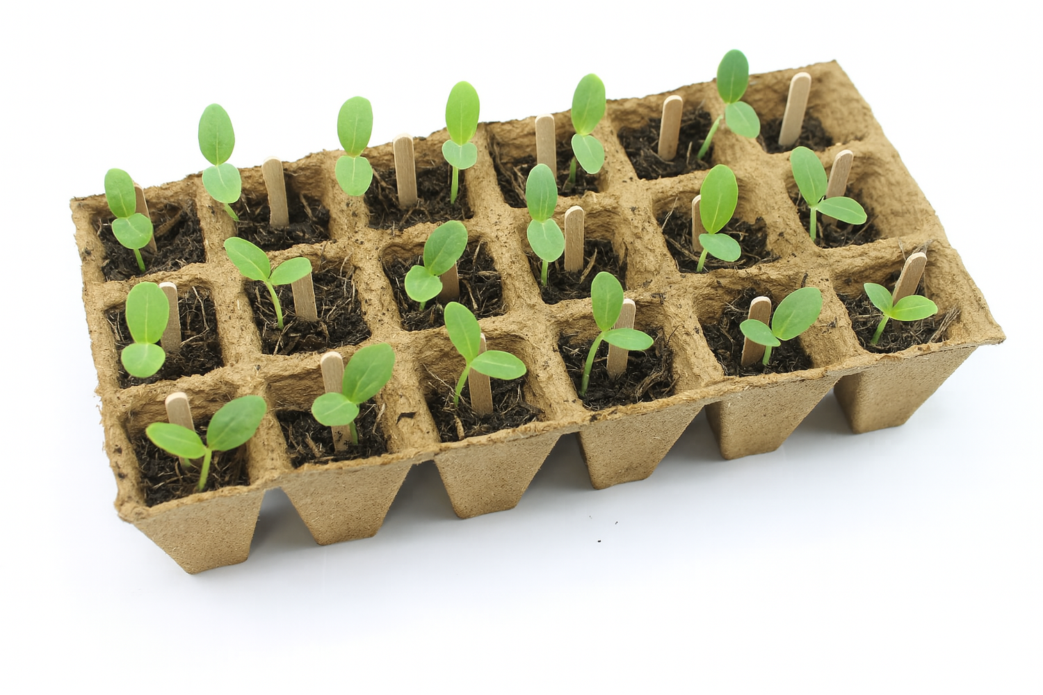 Biodegradable Seed Tray with Seedlings