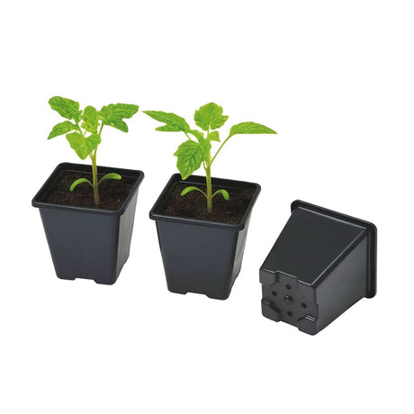 Two potted plants with green leaves and a black plastic container on a white background