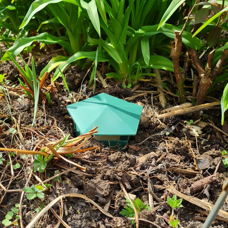 slug and snail beer trap capture slugs
