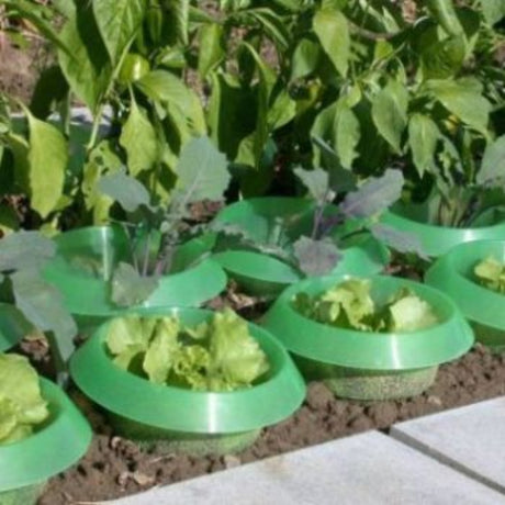 Green reusable plastic slug collars fitted around the base of plants