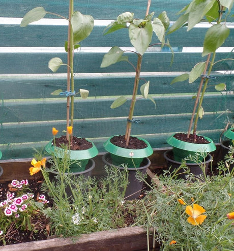 Slug Collars around plants