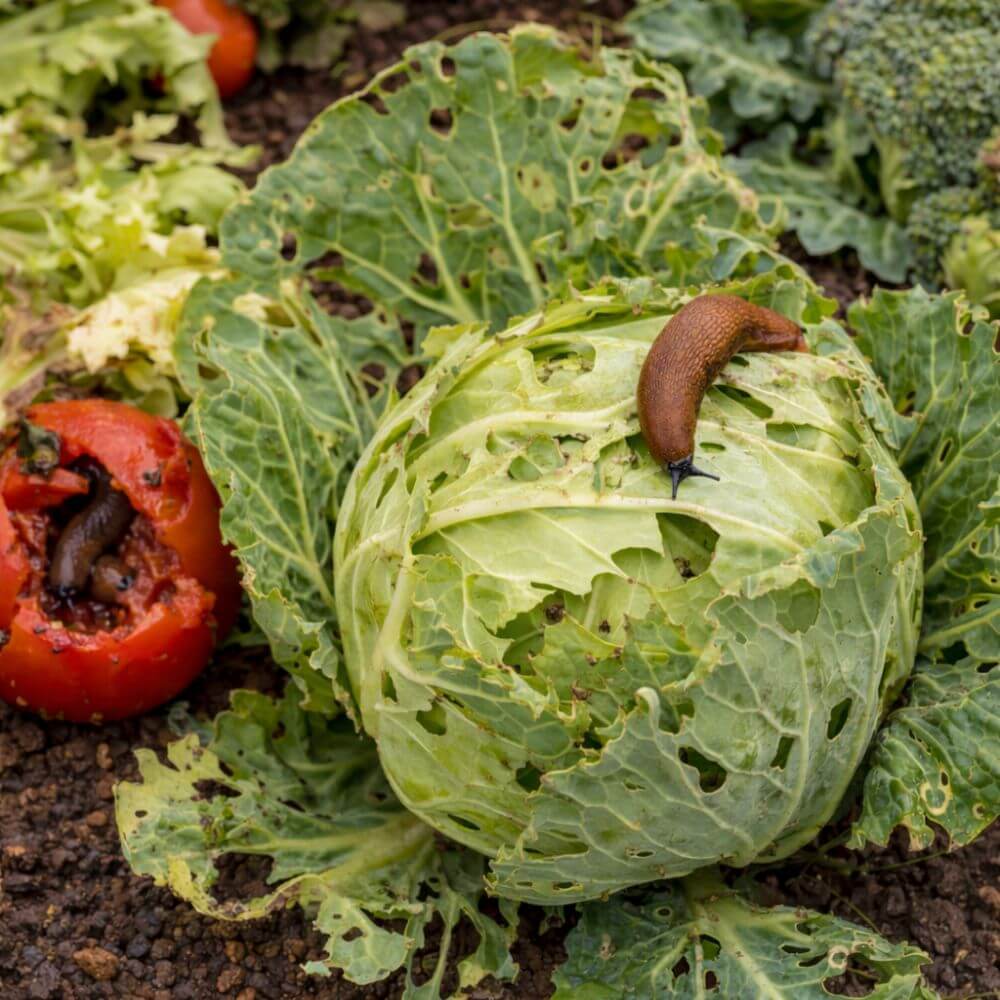 Cabbage with a slug on it and other vegetables in a garden setting.