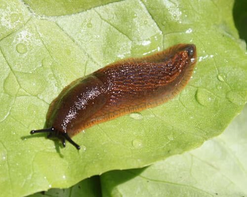 Slug on a green leaf with water droplets