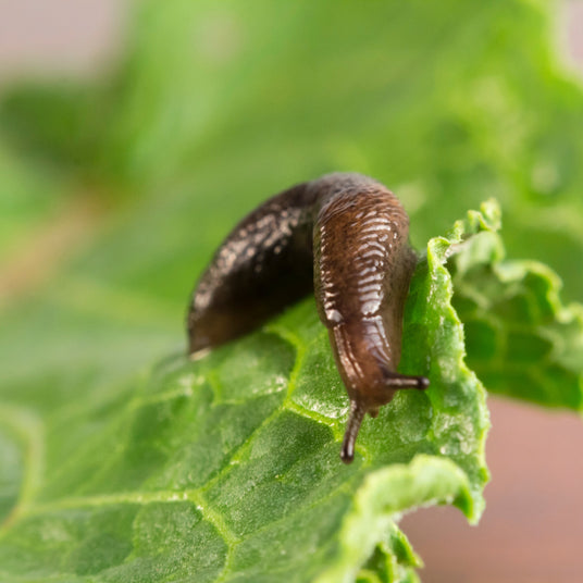 Slug on a green leaf with a blurred background