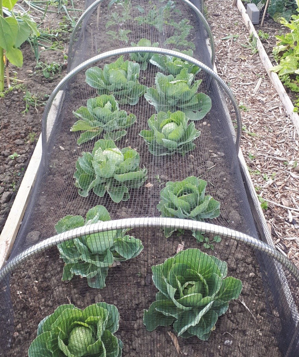 small high top hoops with butterfly netting on and cabbages in