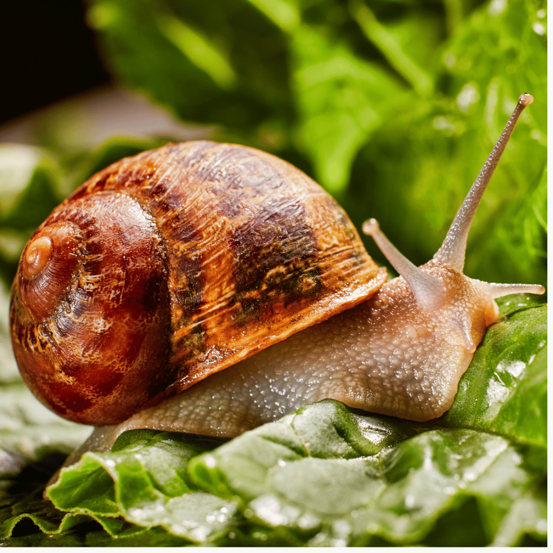 A Snail on a leaf