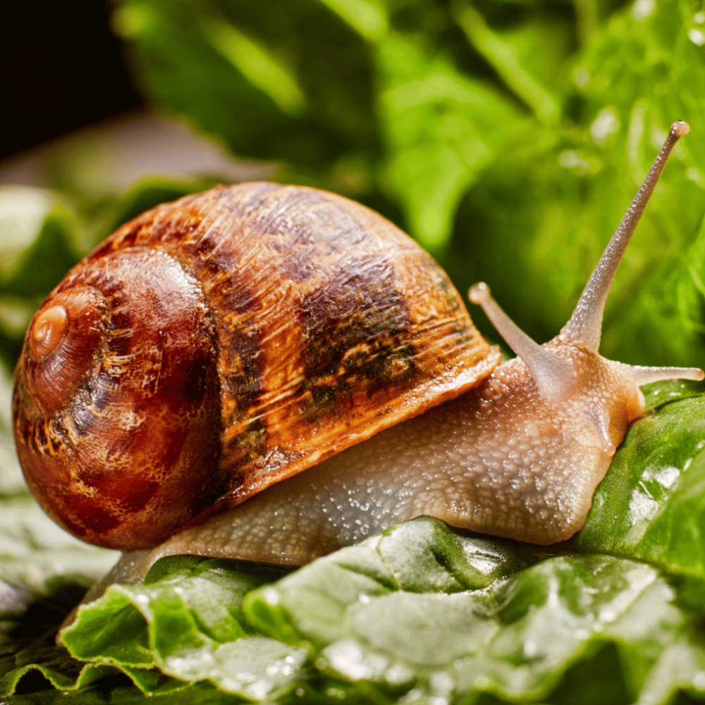 A Snail on a leaf