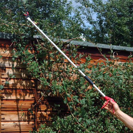 A person using a long-handled garden snapper to prune branches high up