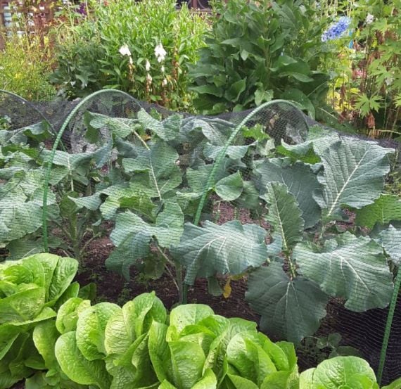 Flexible Garden Netting Tunnel Kits Complete With Choice Of Covers