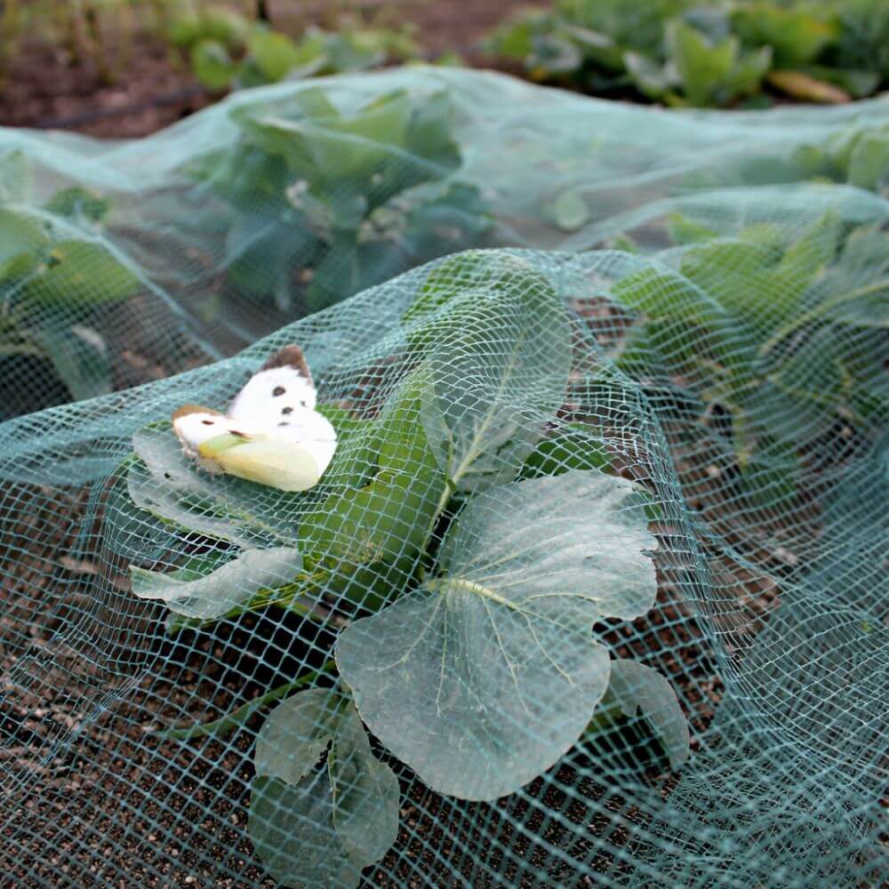 Cabbage white butterfly on a leafy green plant under a green netting in a garden