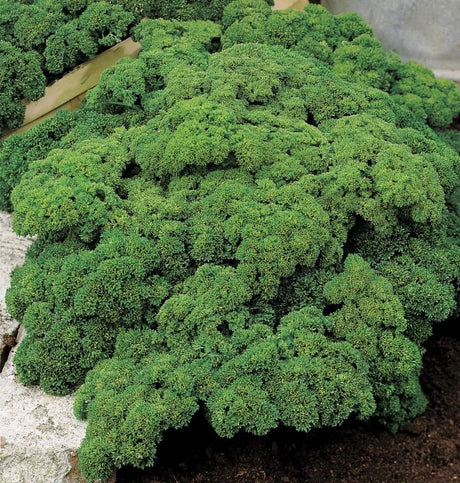 parsley plants in garden