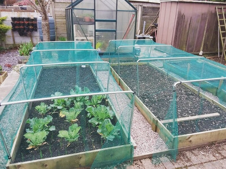 square garden hoops on raised bed with cabbages growing covered in green netting