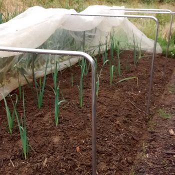 square garden hoops on vegetables with netting draped over