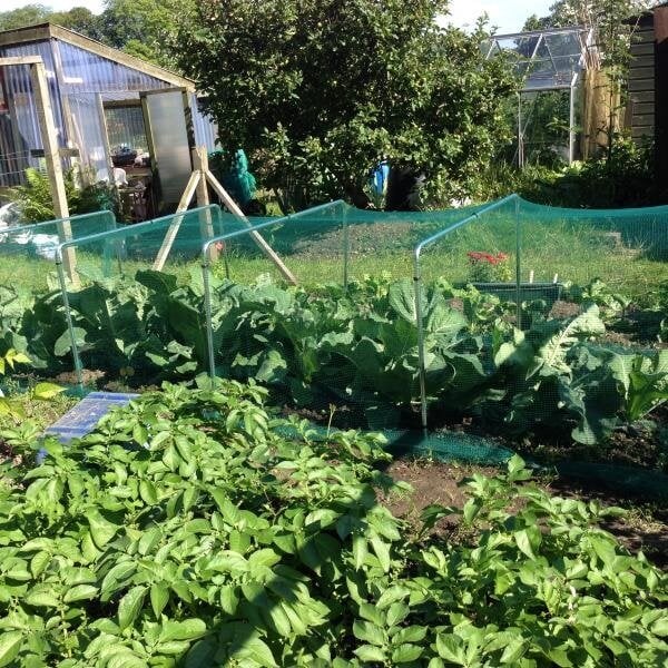 Garden tunnel kit with square hoops and green bird netting