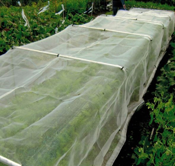 Square garden hoops covered in Veggiemesh with carrots growing in garden