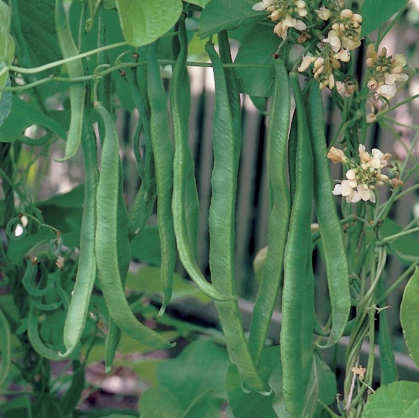 Organic Runner Bean Seeds for Home Gardening