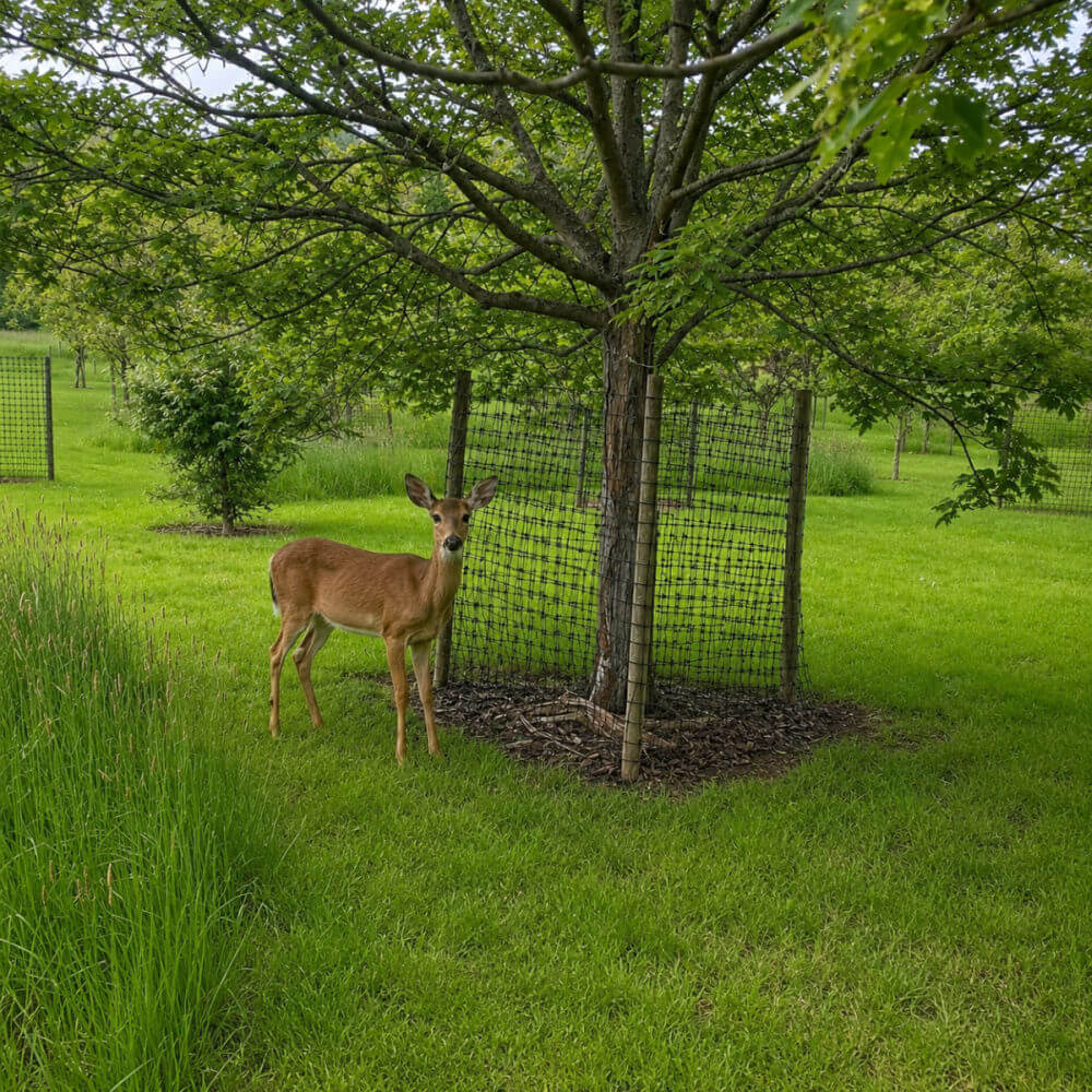 Deer standing under a tree in a grassy field with protective netting around the base of the tree.