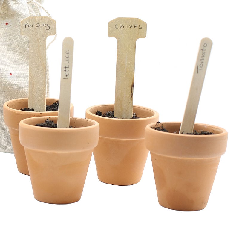 wooden plant labels in little pots, straight and t shape