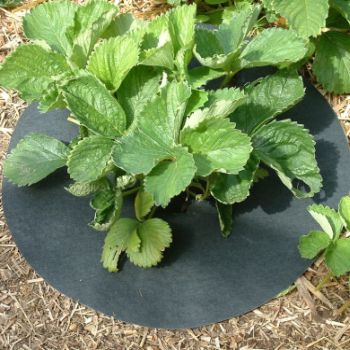 strawberries with strawberry mats on