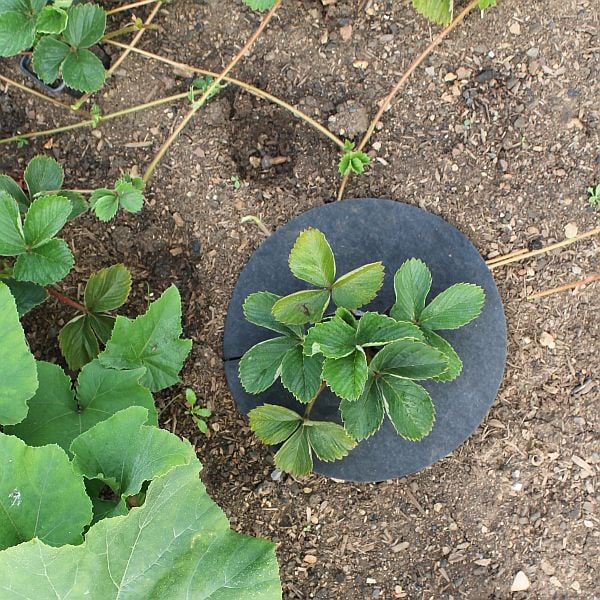 strawberry matts in soil