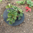 strawberry mats on plants
