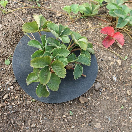 strawberry mats on plants
