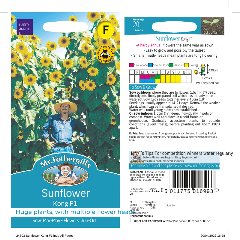 Sunflower Kong F1 Seeds for Tall Blooms