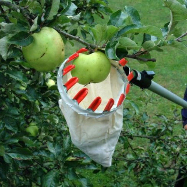 A fruit picking basket attached to a telescopic aluminium pole, designed to extend for reaching high trees, shown in use with an apple hanging from it.