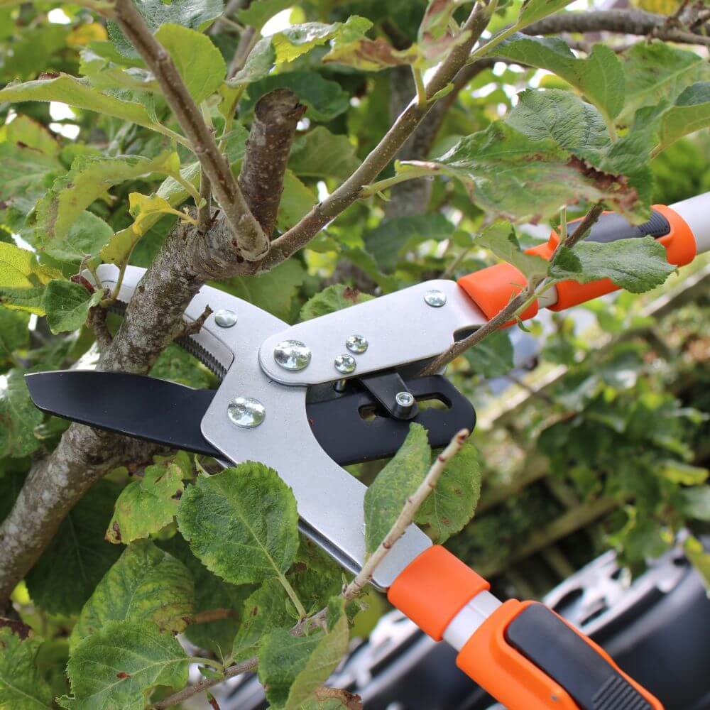 loppers cutting a tree branch