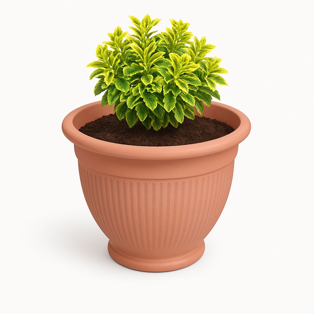 teraccota plant pot with plant