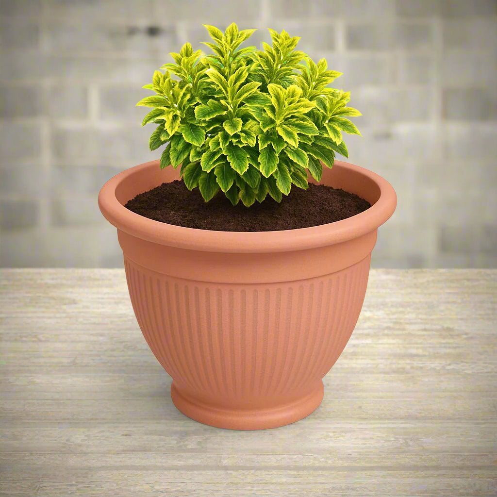 terraccota plant pot