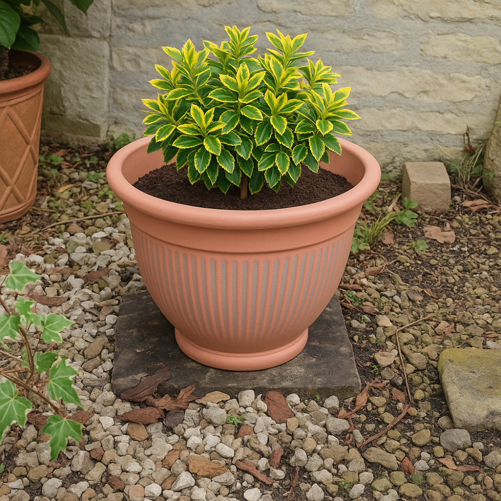 Terracotta plant pot outside