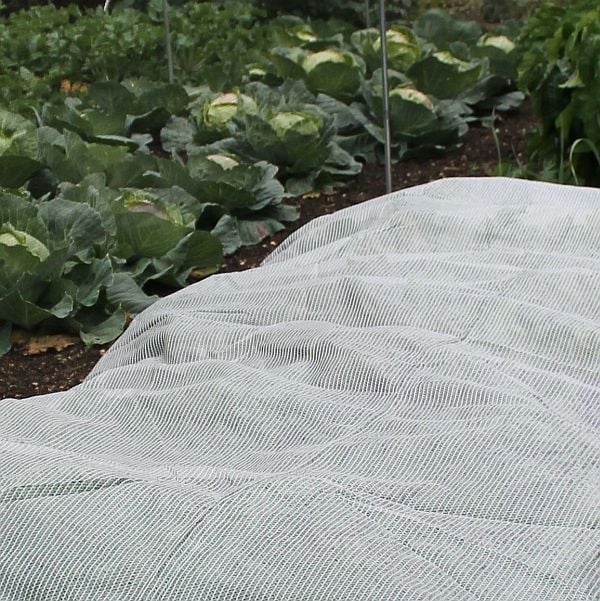 A close-up of a green plant covered with a white, woven garden fleece fabric.