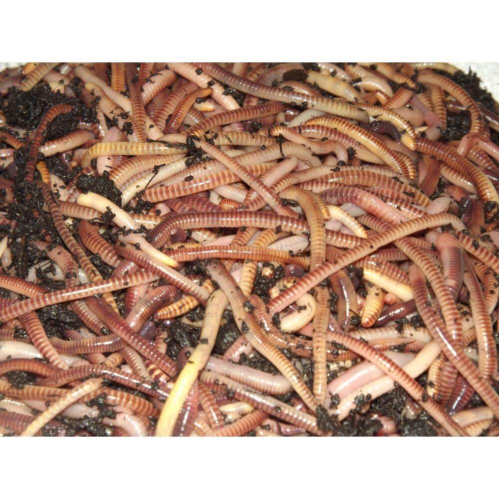 Earthworms for garden soil nutrients