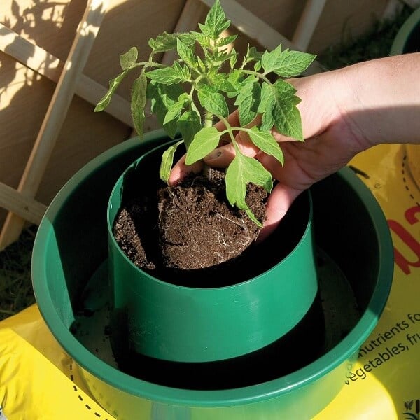 Potting up a tomato plant in a green growpot in garden