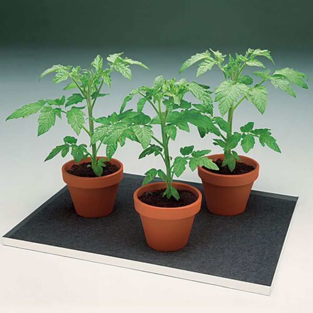 Three potted tomato plants on a black water mat with a gray background