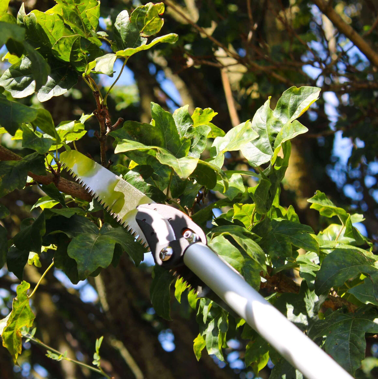 Tree pruner cutting through a branch with green leaves in the background