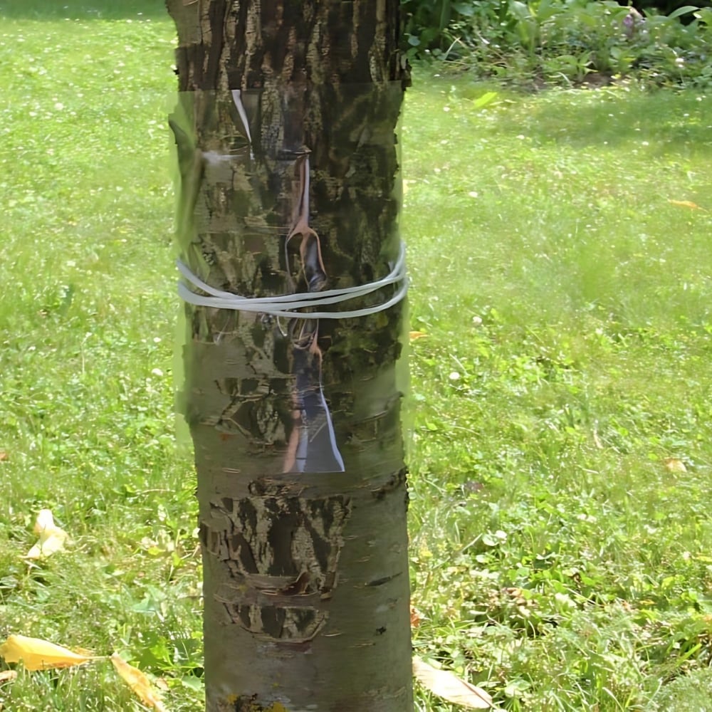 A tree trunk with a glue band wrapped around it