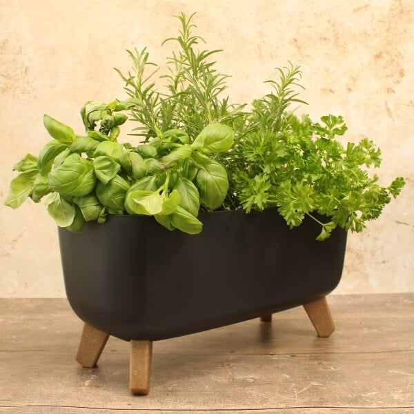 A black trough-style plant pot with various herbs
