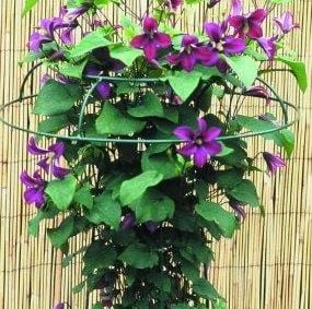 Teteur for plant support